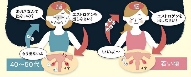 更年期症状や自律神経失調症に!【白井田七。甕(しらいでんしち。かめ)】の効果について